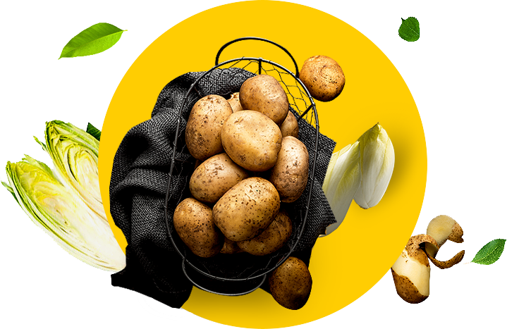 Pommes de terre - Chicorée de la meilleure qualité