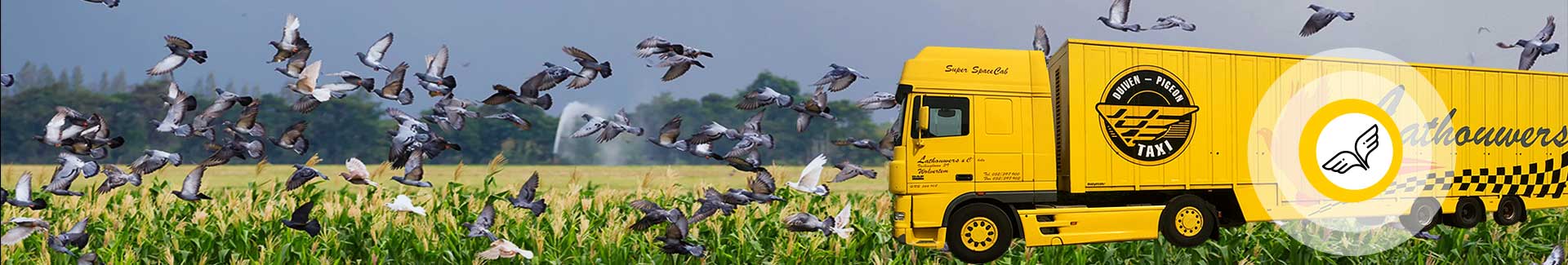 Transport de pigeons